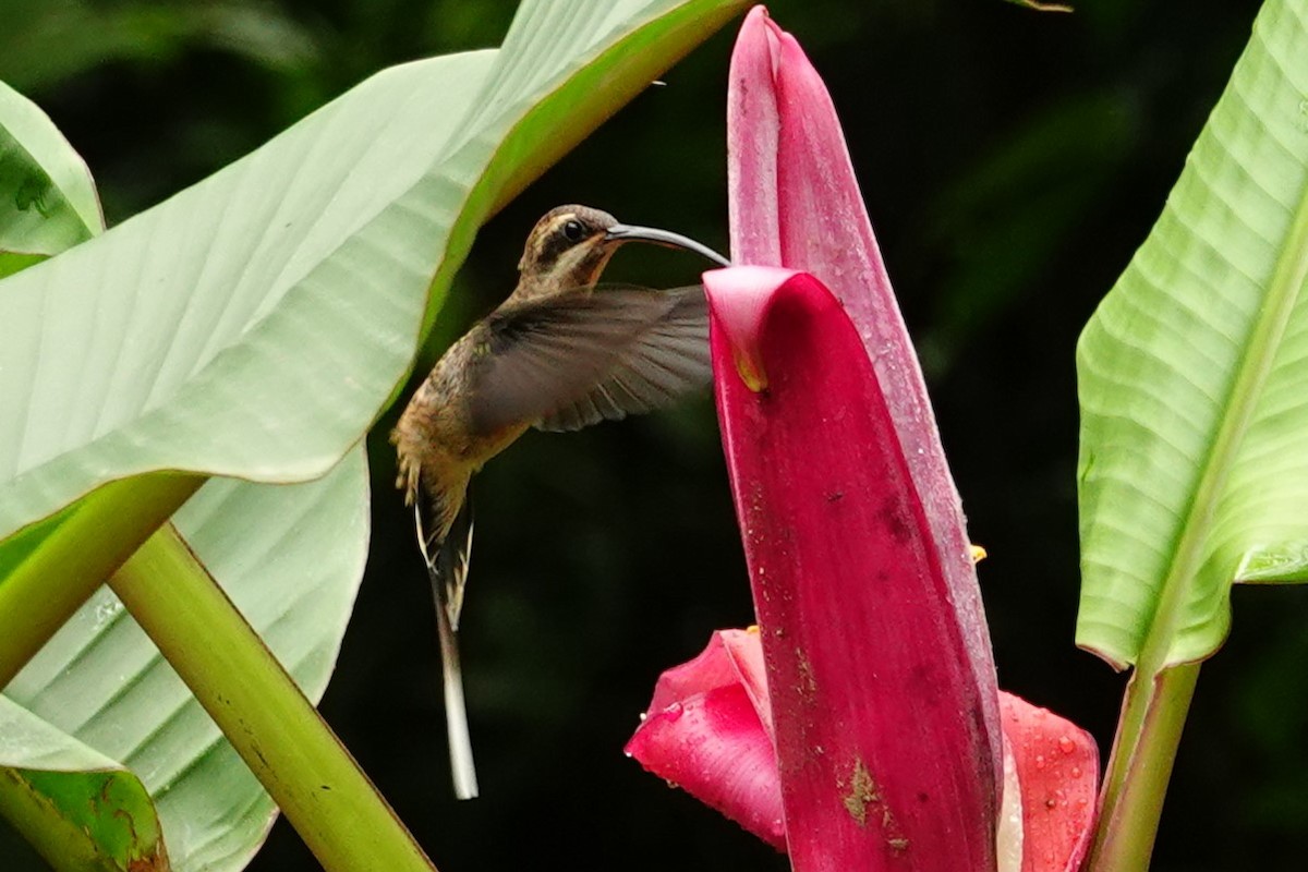 Long-billed Hermit - ML618479335