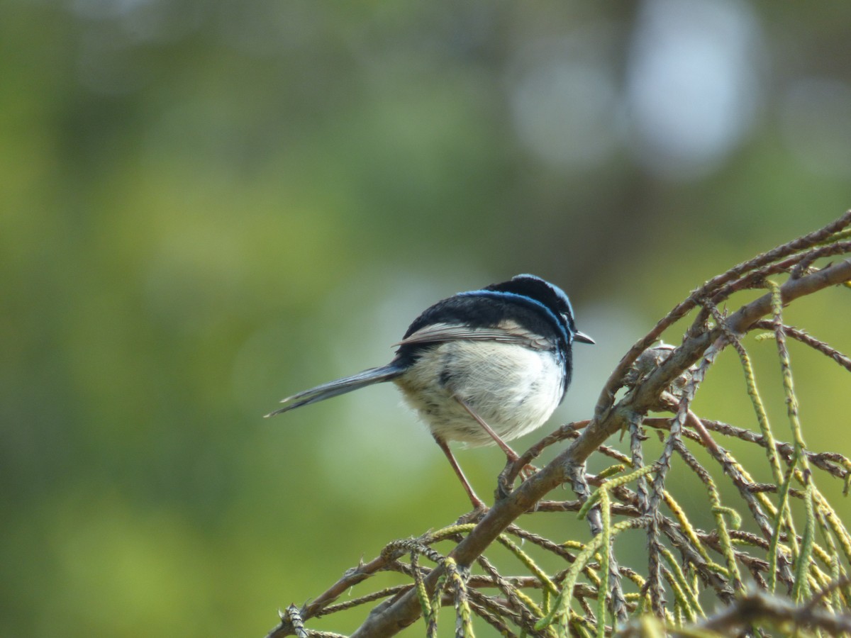 Superb Fairywren - Matt Hinze