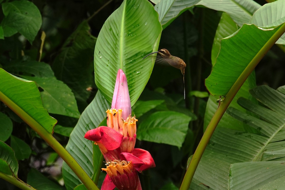 Long-billed Hermit - ML618479350