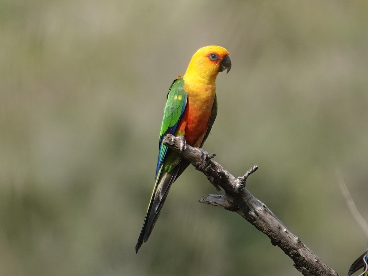 Jandaya Parakeet - Barry Reed