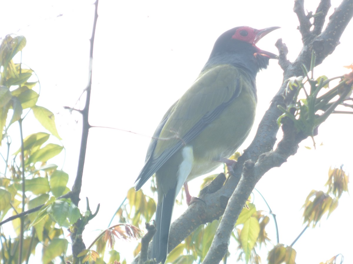 Australasian Figbird - Matt Hinze