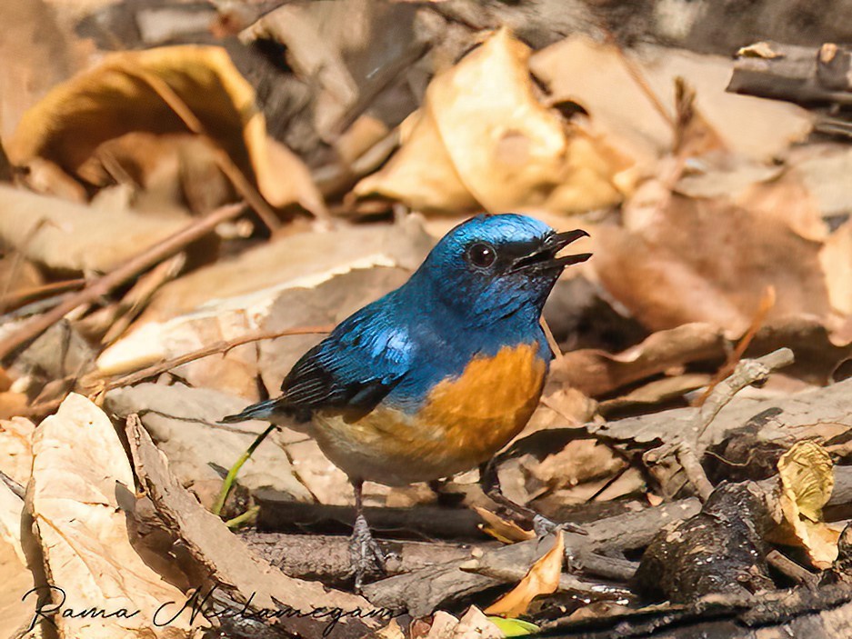 Blue-throated Flycatcher - ML618479398