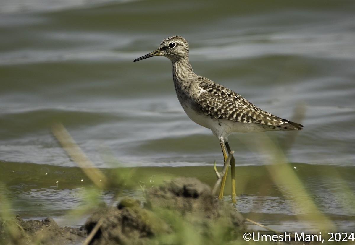 Wood Sandpiper - Umesh Mani