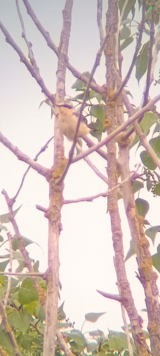 Northern Wheatear - ML618479436