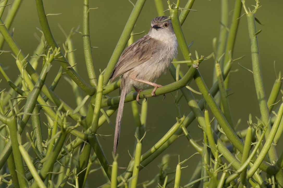 Delicate Prinia - ML618479442