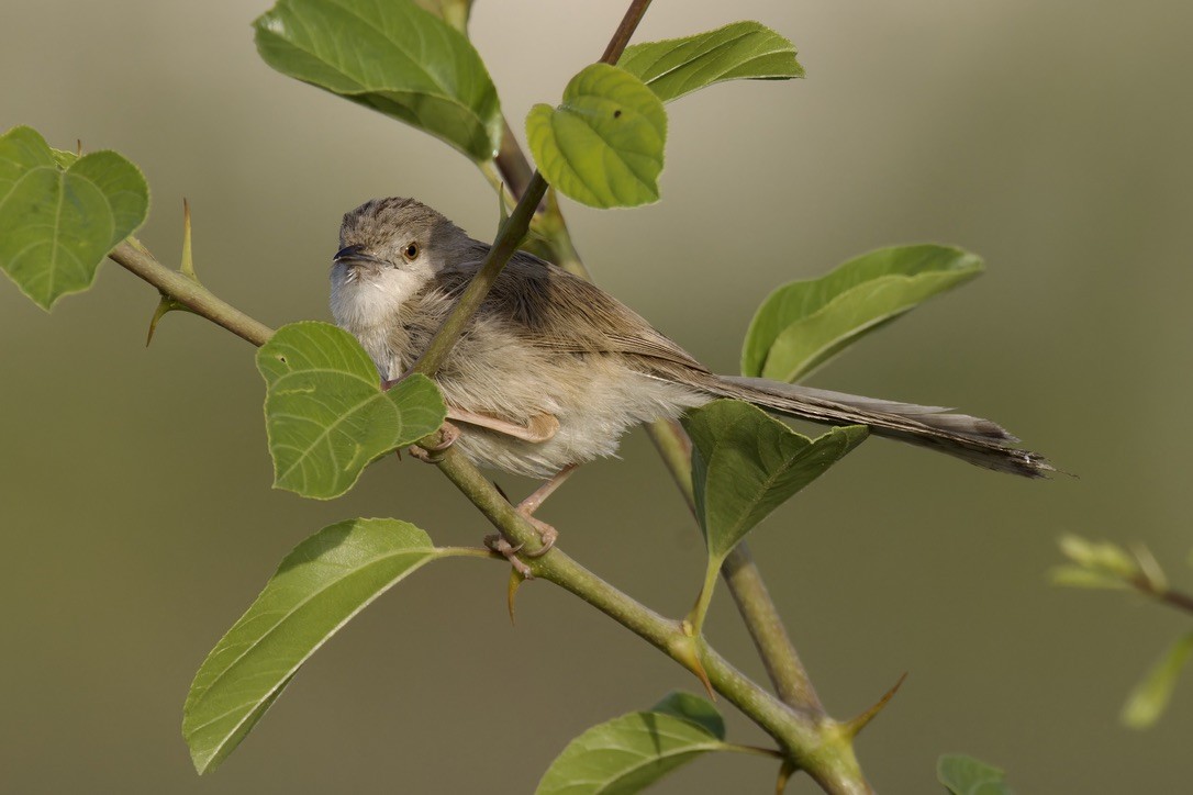 Delicate Prinia - ML618479445