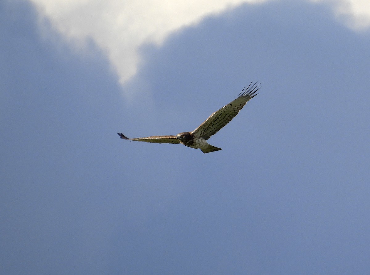 Short-toed Snake-Eagle - Alfonso Rodrigo