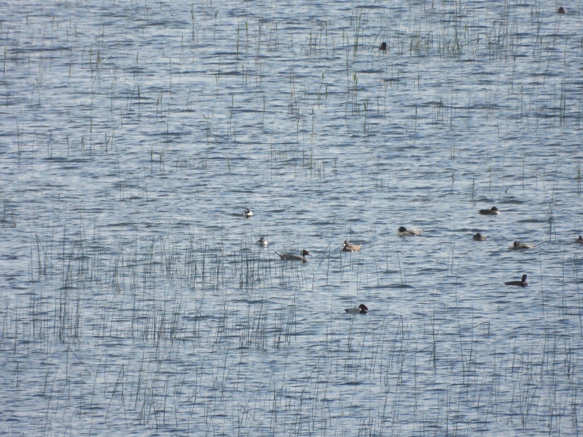 Northern Pintail - Miroslav Repar