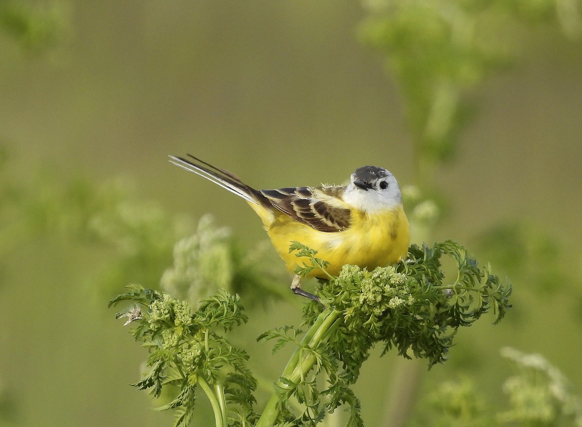 Western Yellow Wagtail (iberiae) - Alfonso Rodrigo