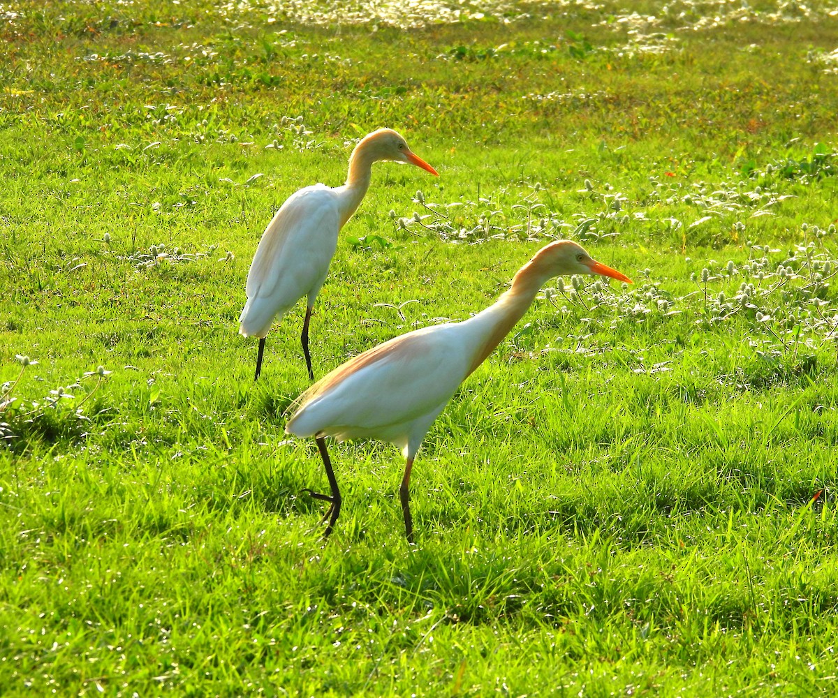 Eastern Cattle Egret - ML618479472