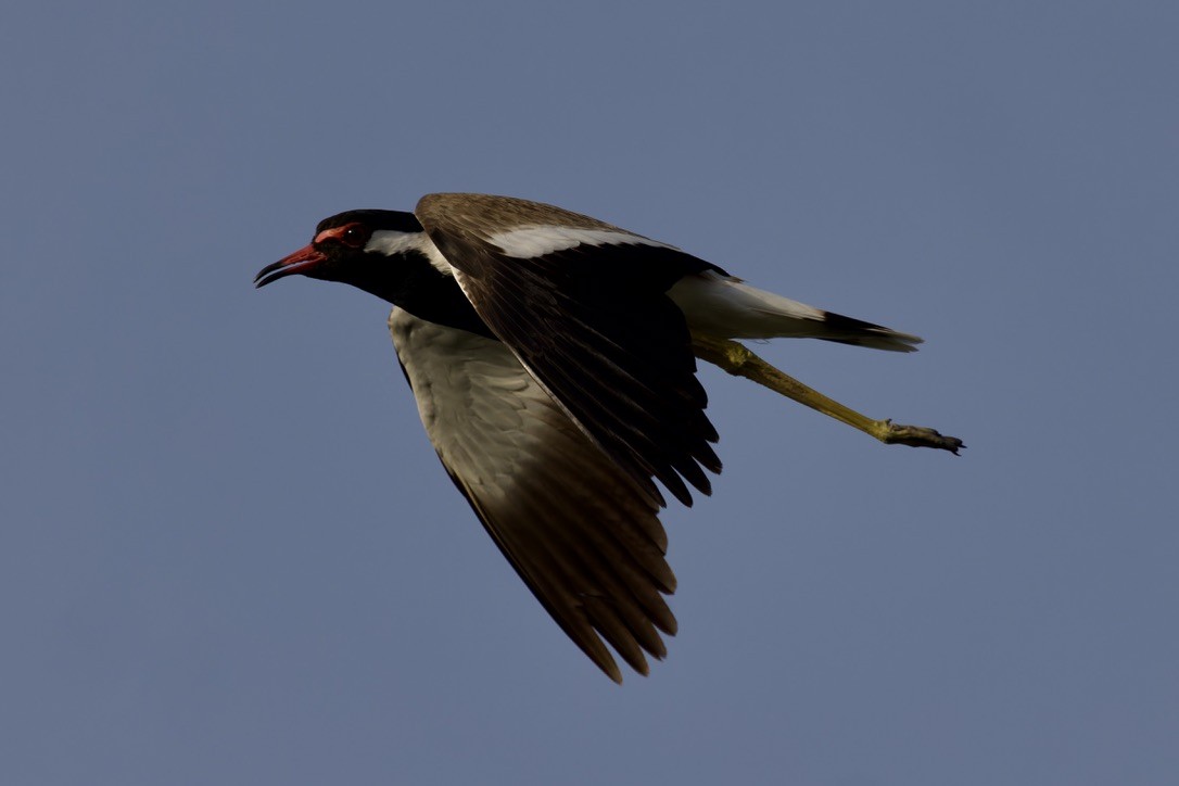 Red-wattled Lapwing - Ted Burkett