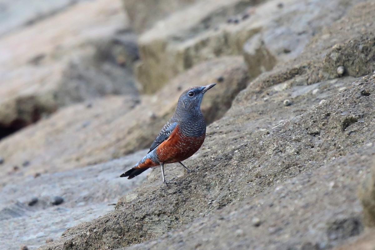 Blue Rock-Thrush - Micha Jackson