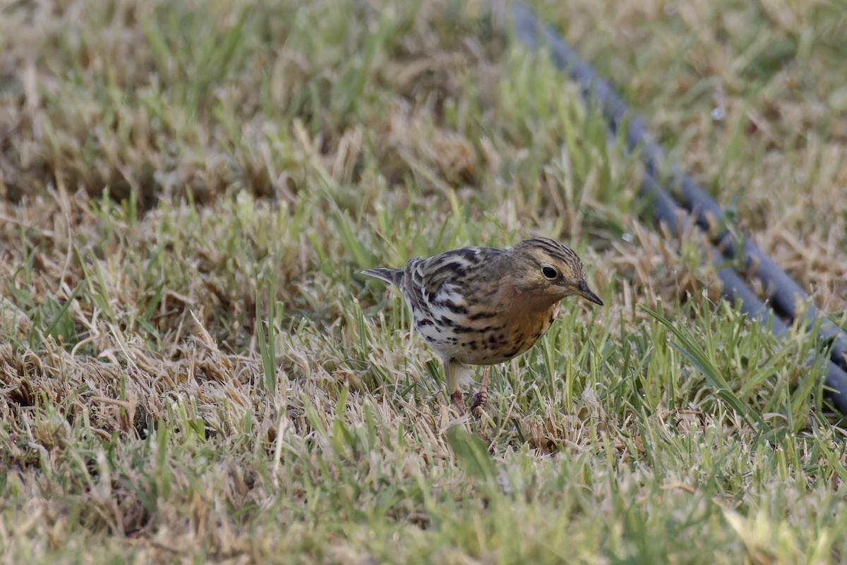 Pipit à gorge rousse - ML618479500