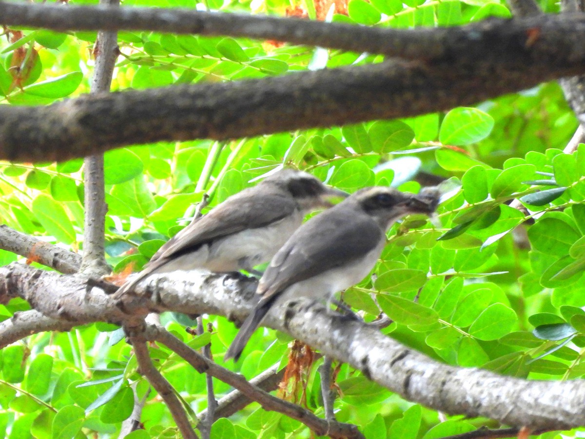 Common Woodshrike - Suchitra S