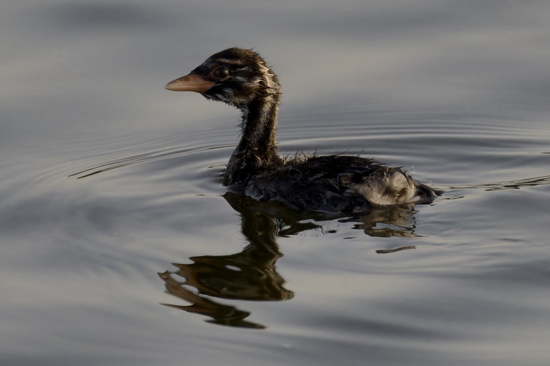 Little Grebe - ML618479504