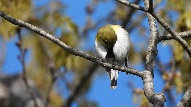 Sarı Gerdanlı Vireo - ML618479513