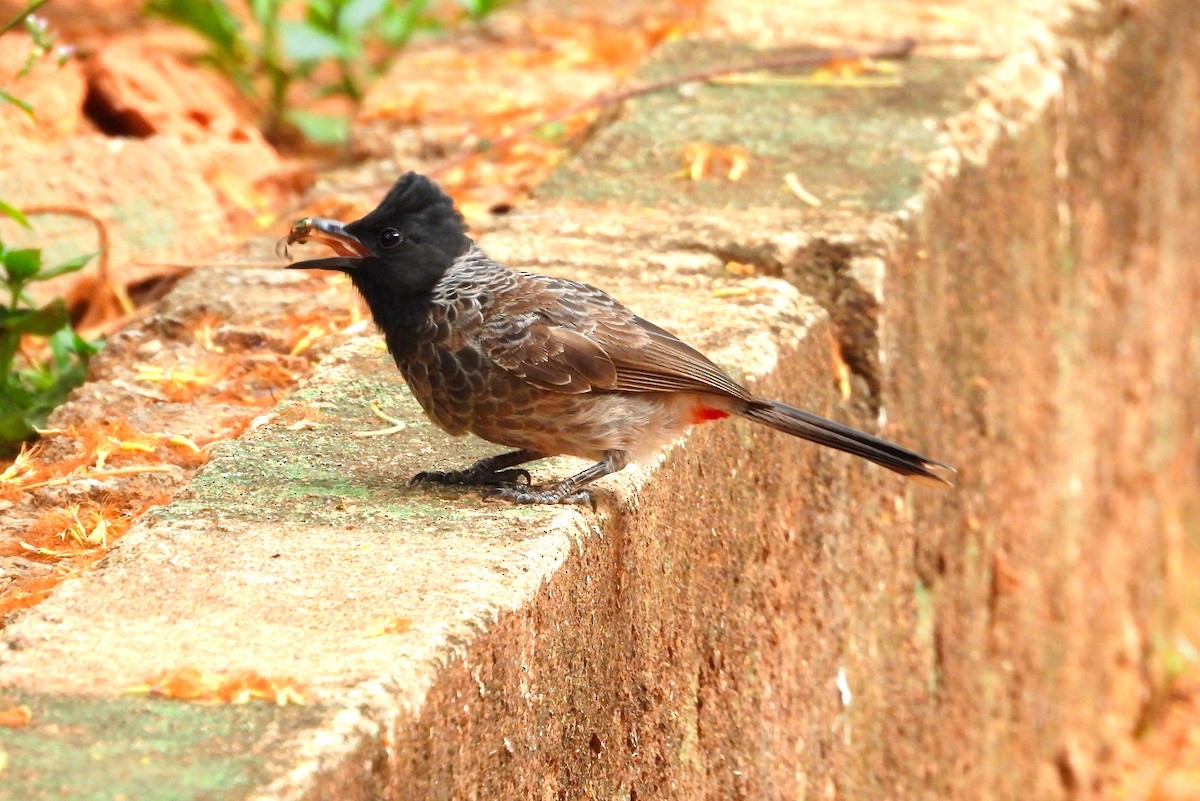 Bulbul à ventre rouge - ML618479523