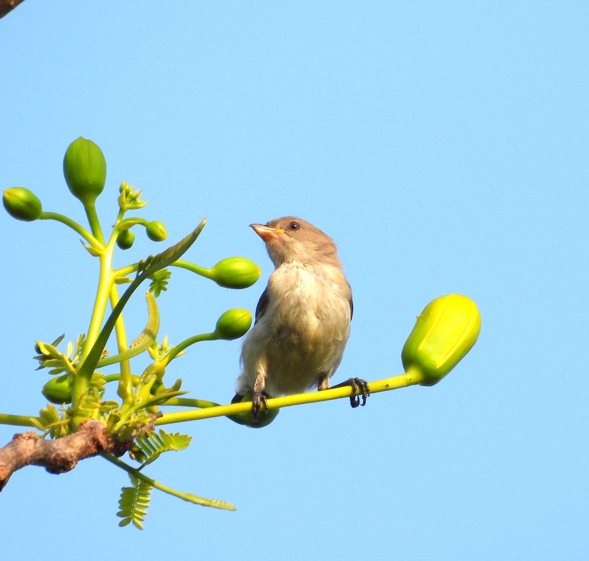 Pale-billed Flowerpecker - ML618479531