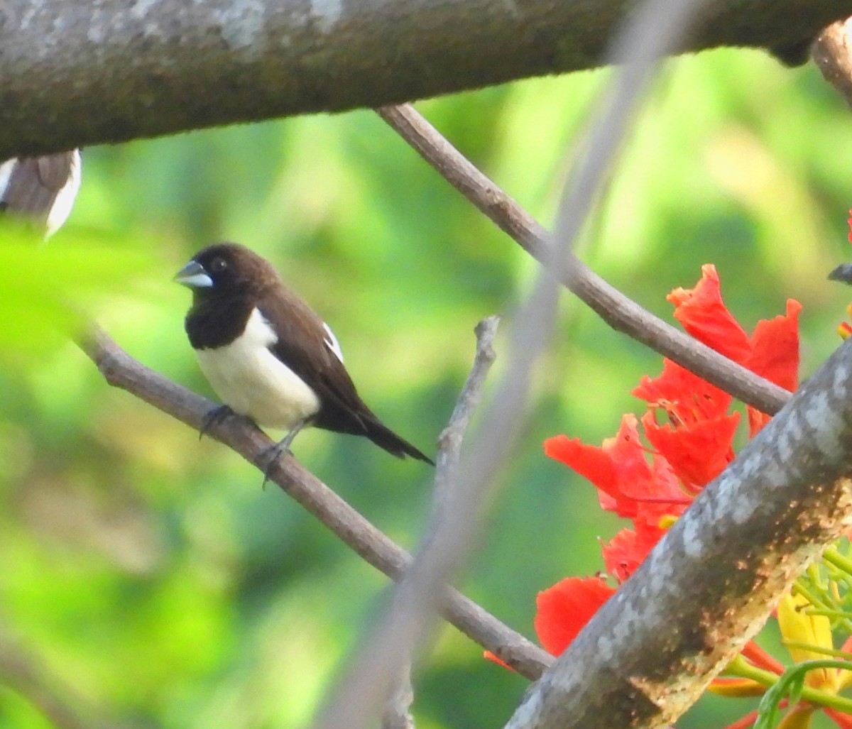 White-rumped Munia - ML618479550