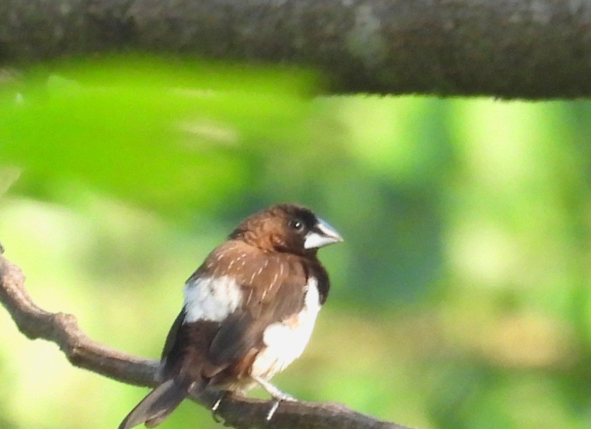 White-rumped Munia - ML618479552