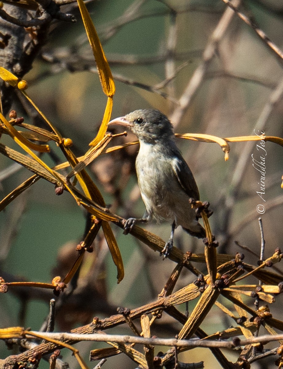 Pale-billed Flowerpecker - ML618479562