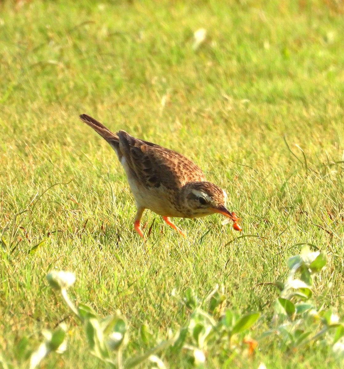 Paddyfield Pipit - Suchitra S