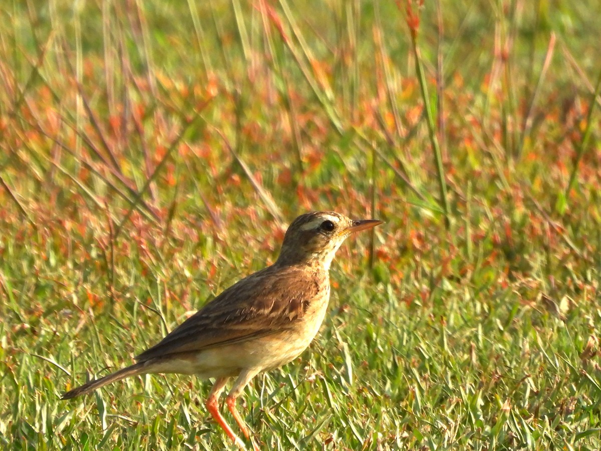 Paddyfield Pipit - ML618479571