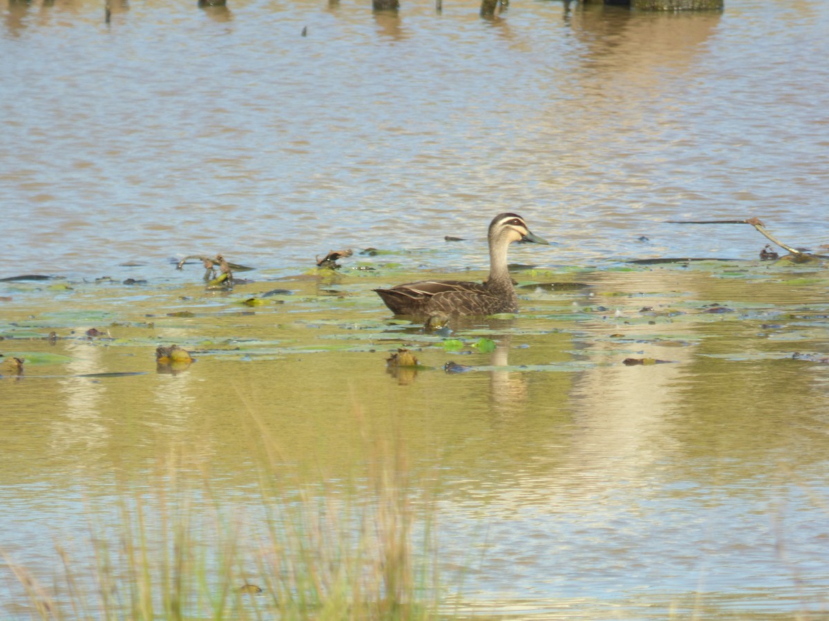 Canard à sourcils - ML618479594