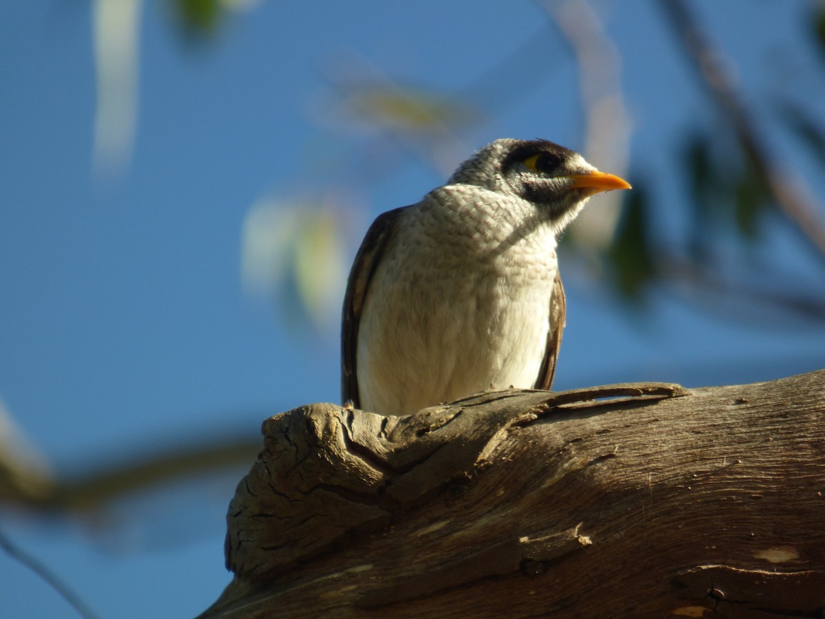 Noisy Miner - ML618479616