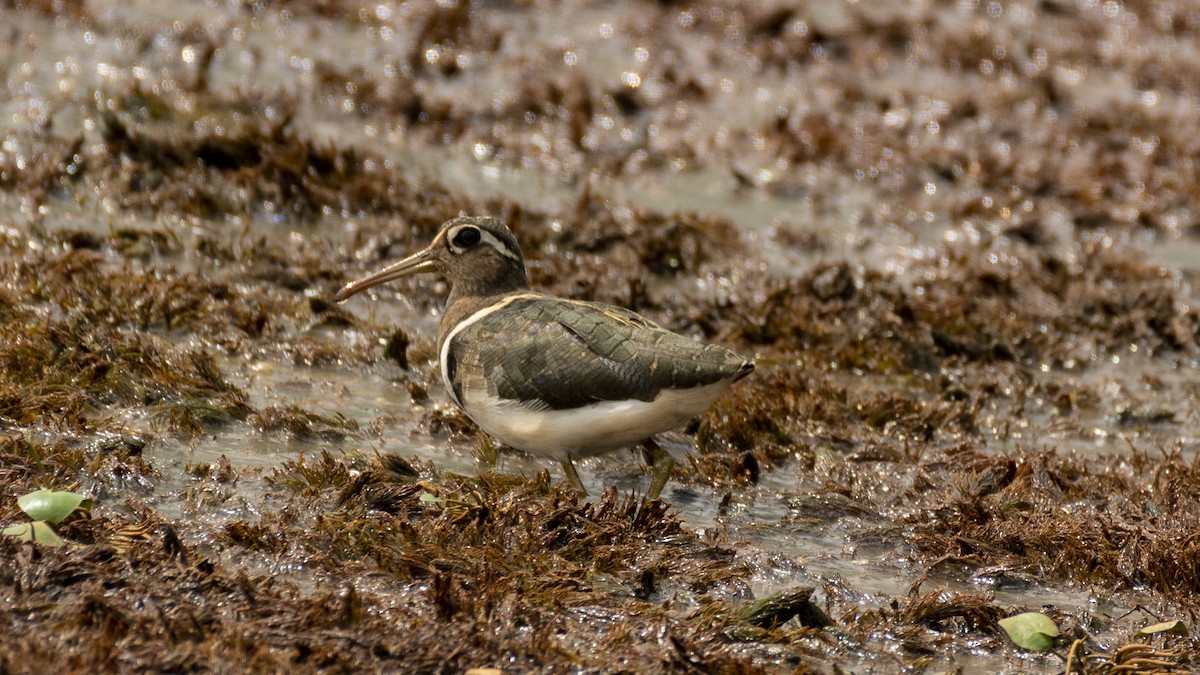 Greater Painted-Snipe - ML618479648