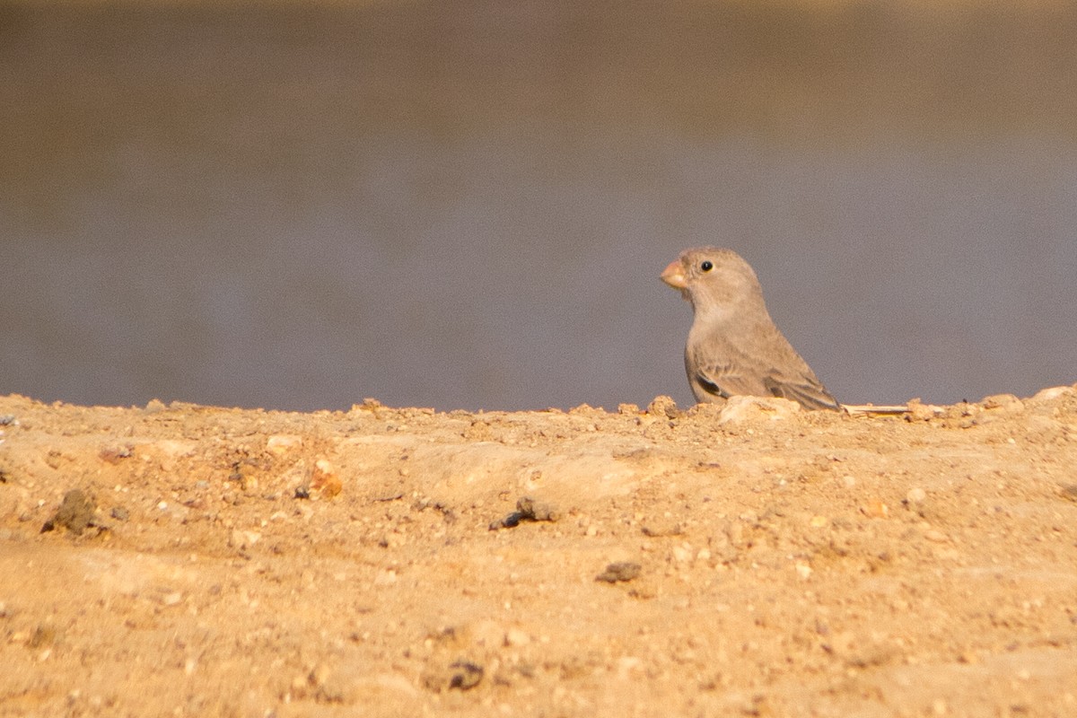 Trumpeter Finch - Bhavik Dutt