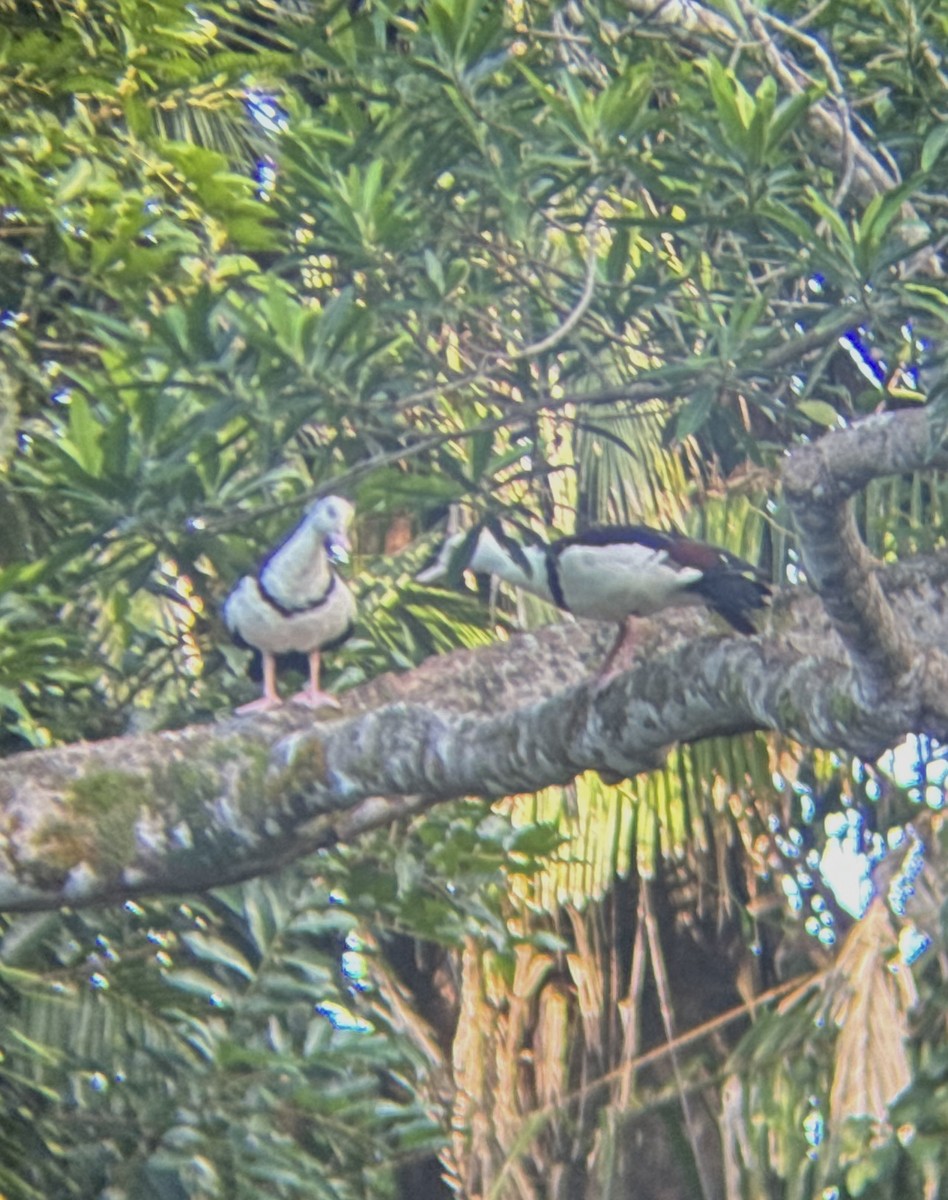 Radjah Shelduck - ML618479676