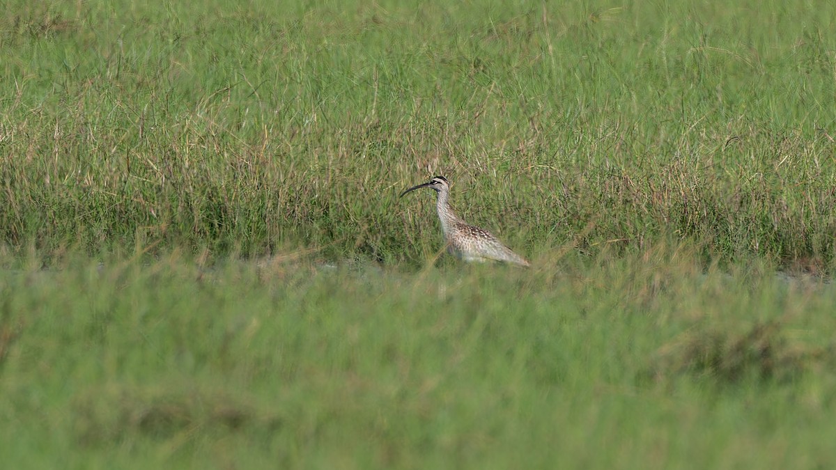 Whimbrel - Gary Leavens