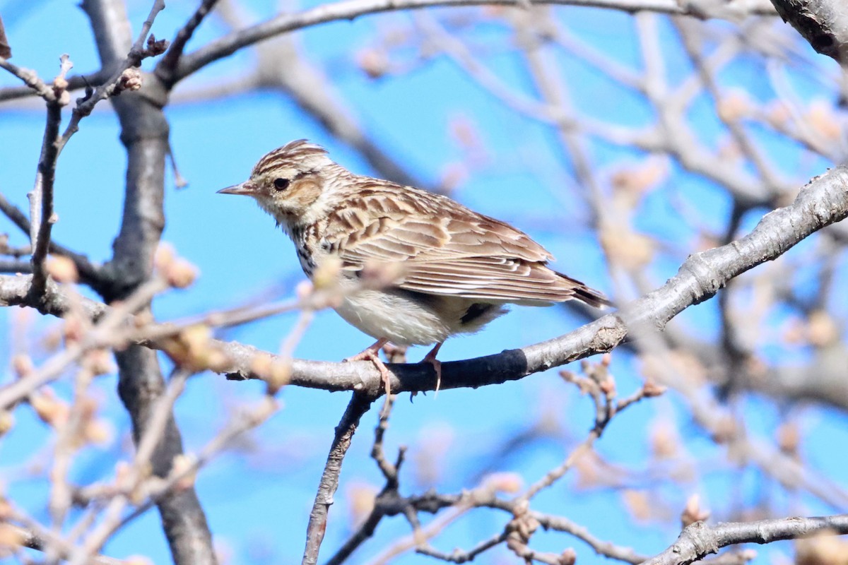 Tree Pipit - Ana María Meseguer Martínez