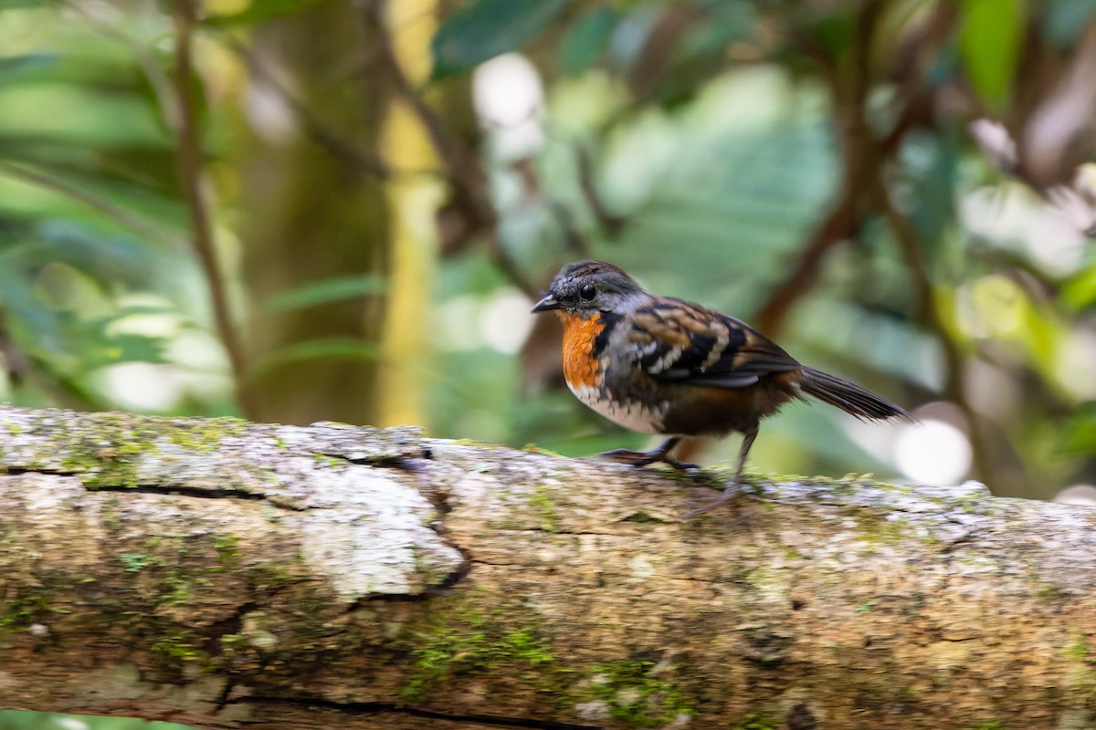 Australian Logrunner - ML618479706