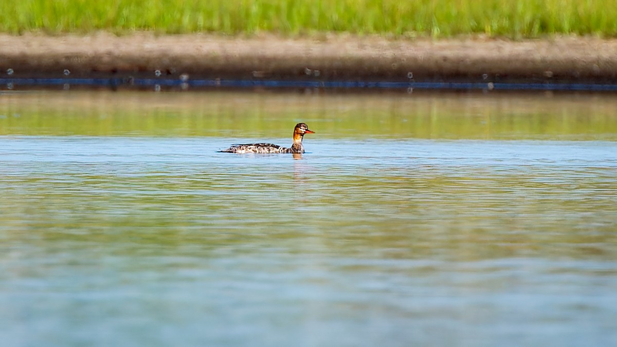 Red-breasted Merganser - ML618479732