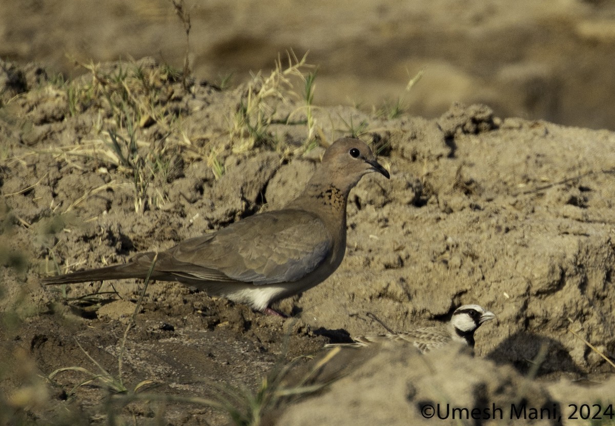 Laughing Dove - Umesh Mani