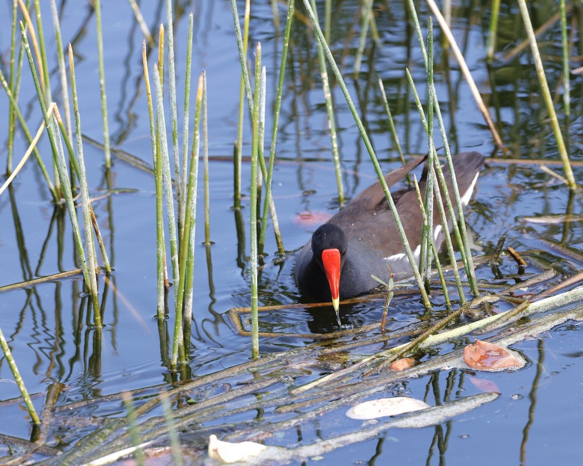 Common Gallinule - ML618479799