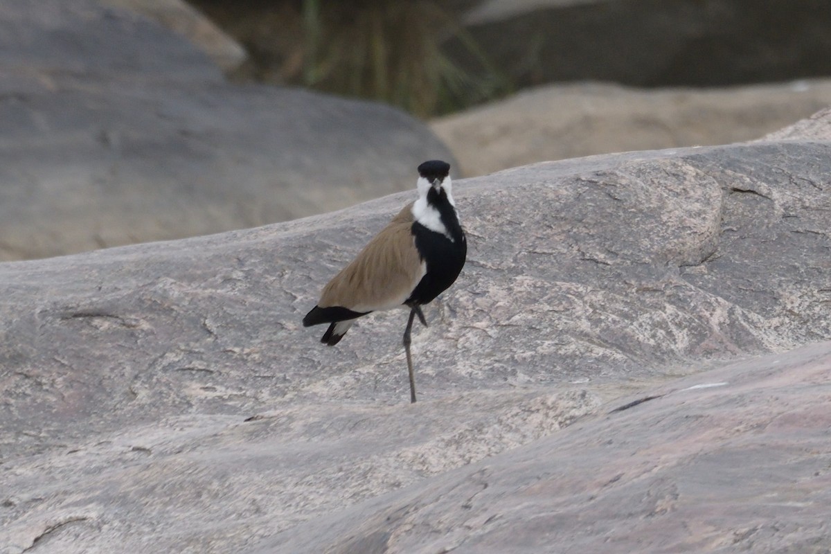 tanımsız Vanellus sp. - ML618479803