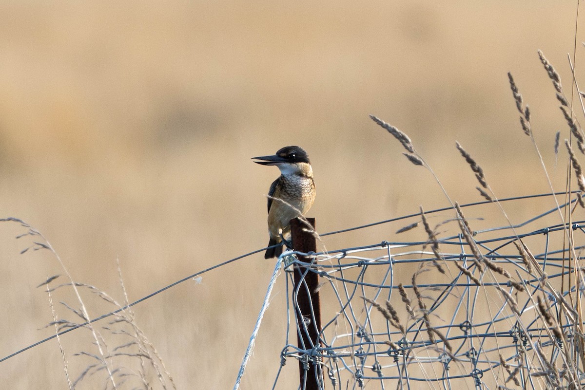 Sacred Kingfisher - ML618479809