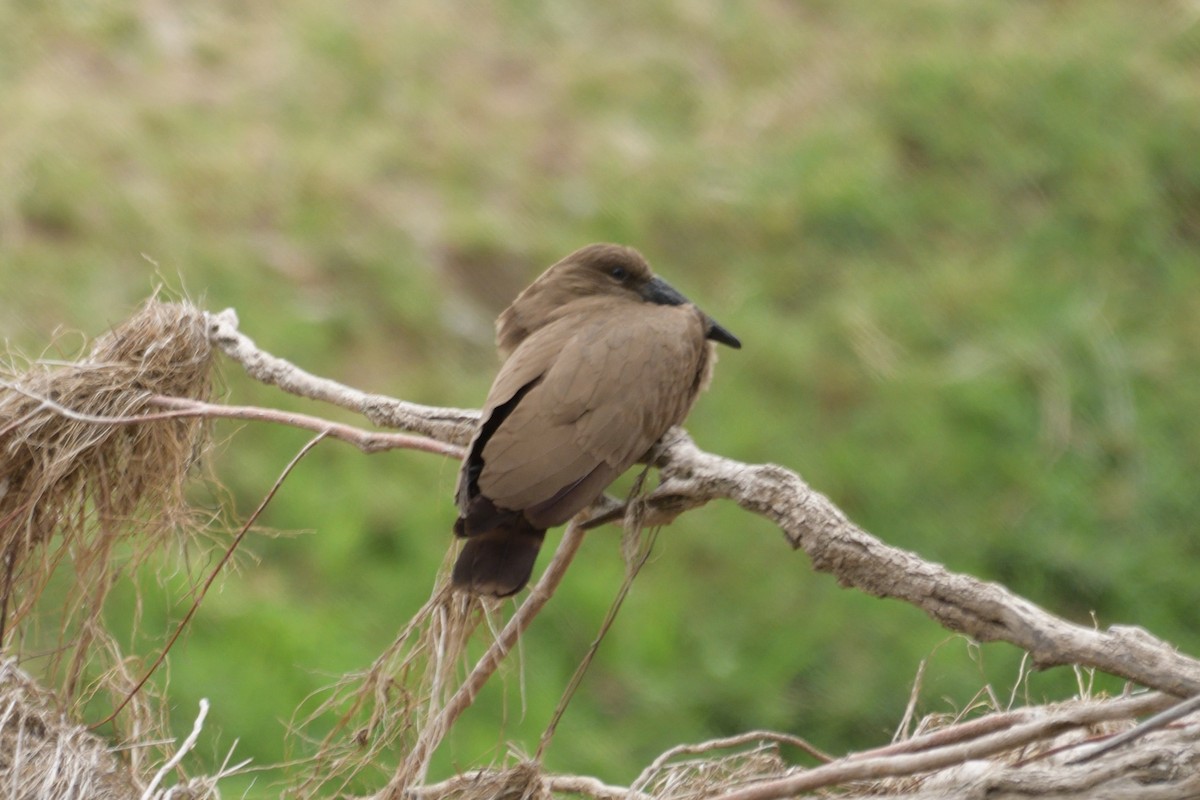 Hamerkop - Pradeep Choudhary