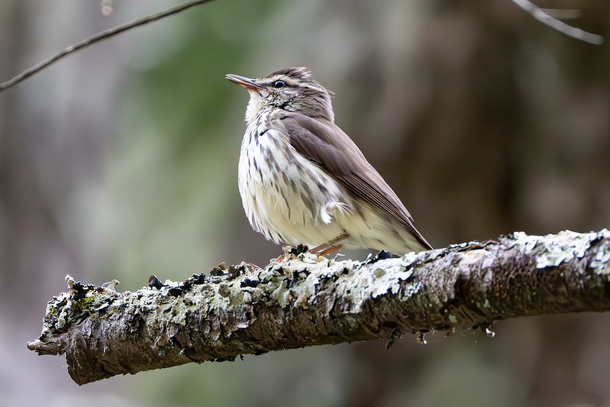 Northern Waterthrush - ML618479831