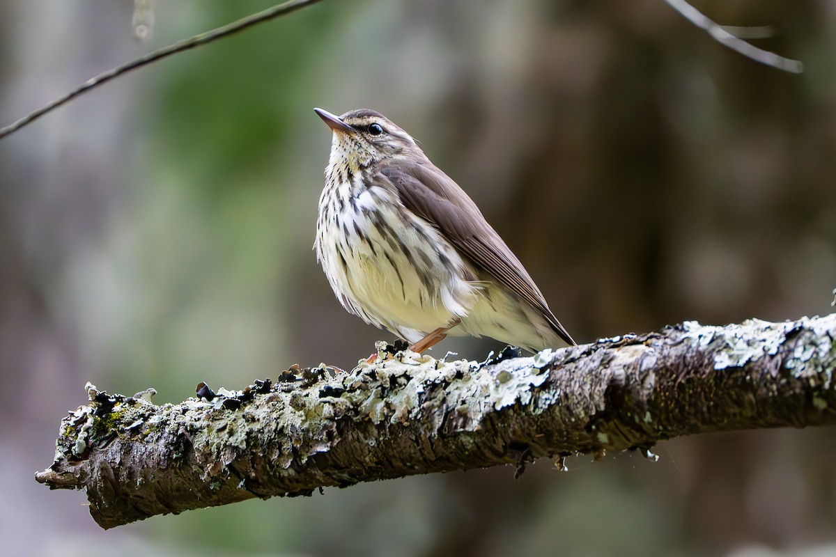 Northern Waterthrush - ML618479832