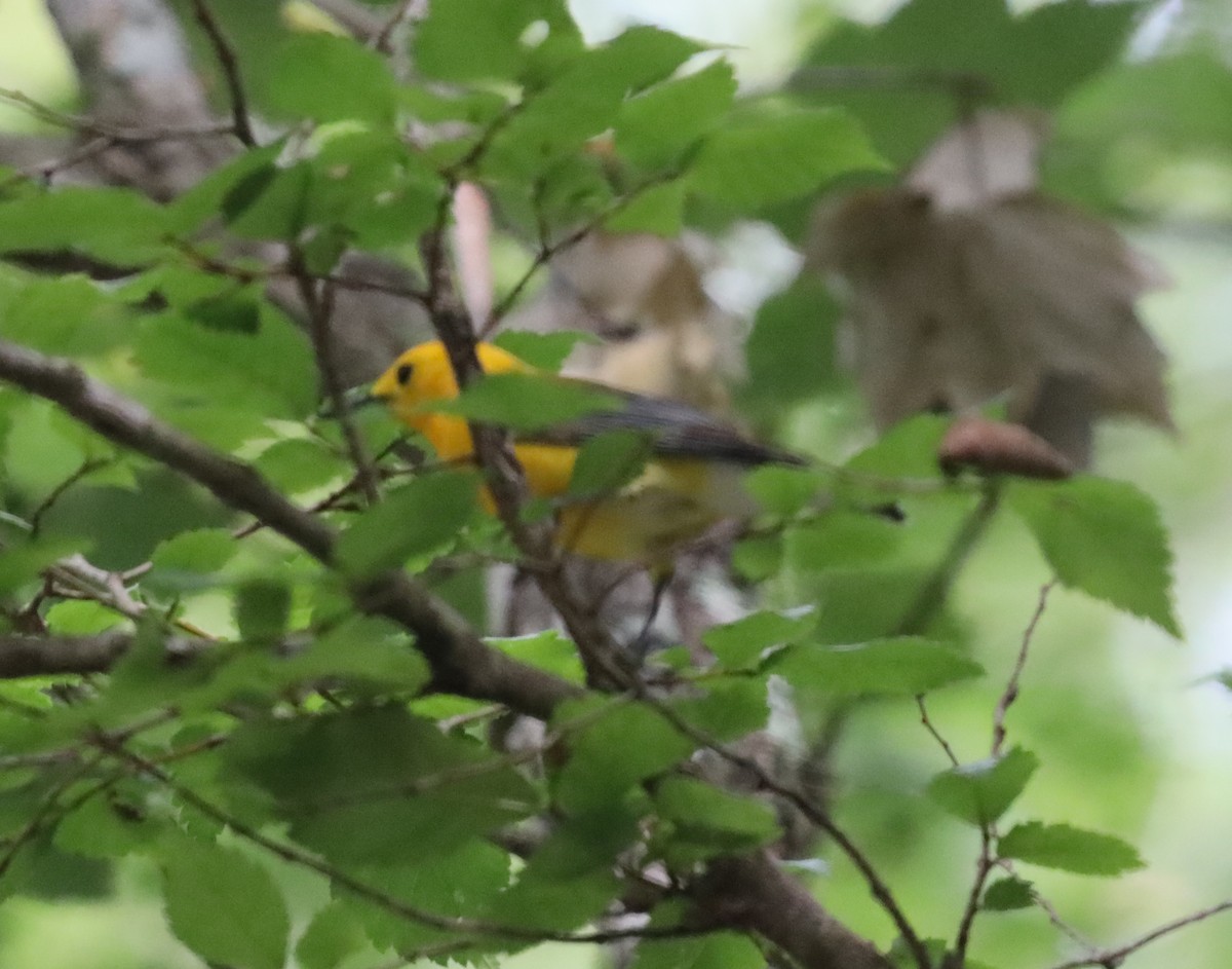 Prothonotary Warbler - ML618479844