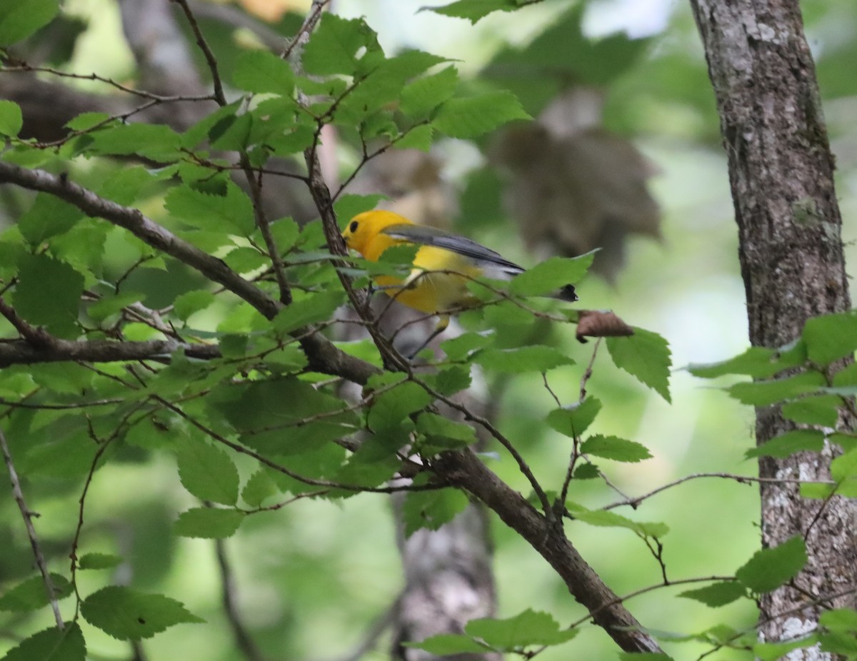 Prothonotary Warbler - ML618479845