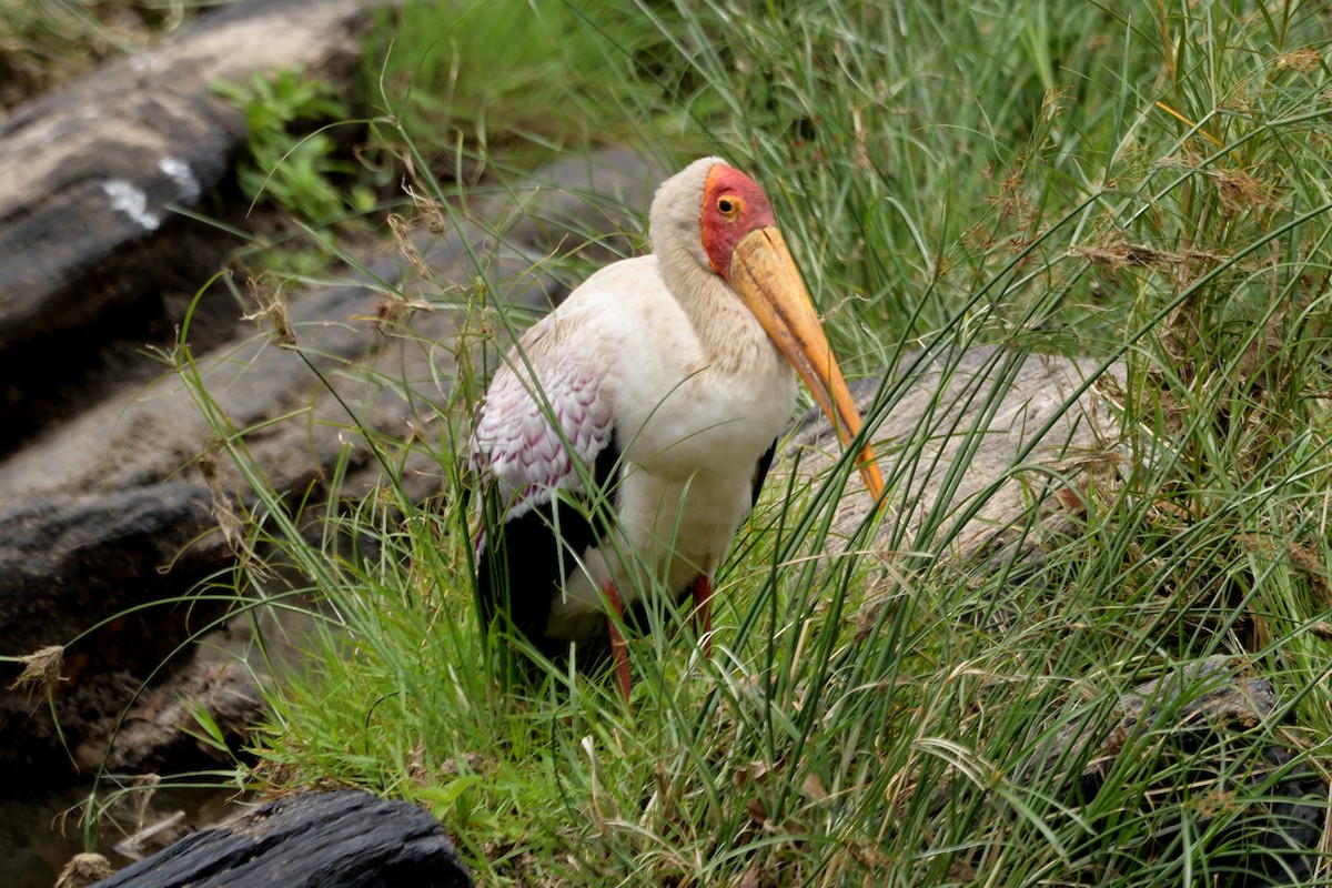 Yellow-billed Stork - ML618479849