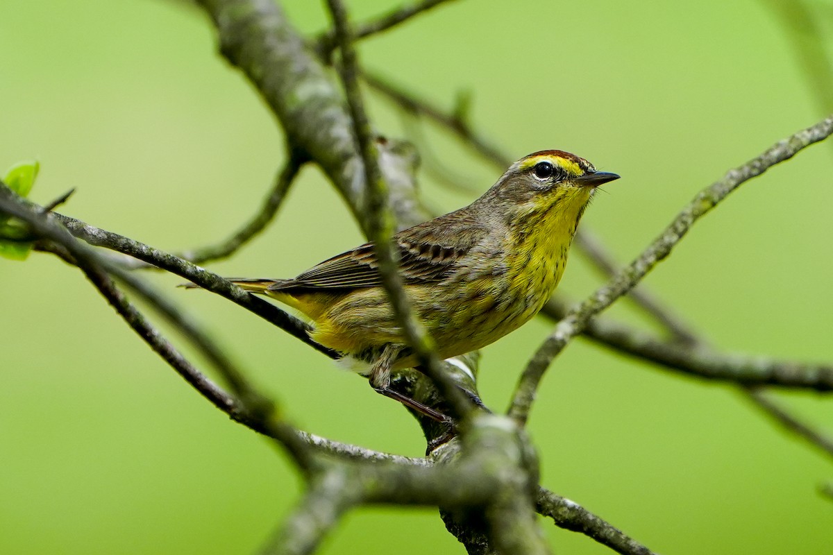 Palm Warbler - Anonymous