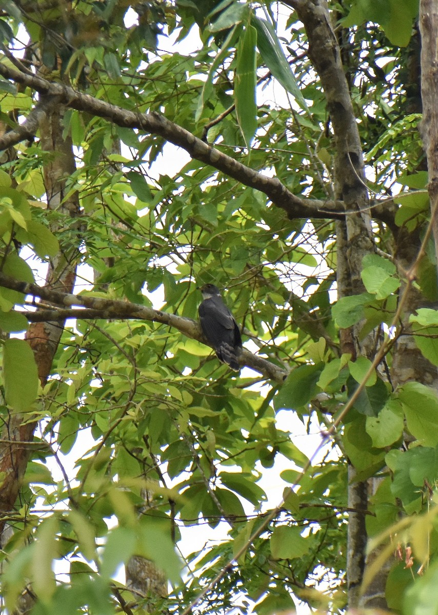 Hodgson's Hawk-Cuckoo - ML618479885
