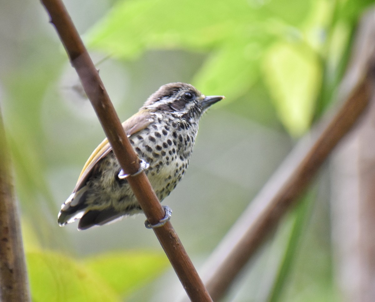 Speckled Piculet - ML618479889