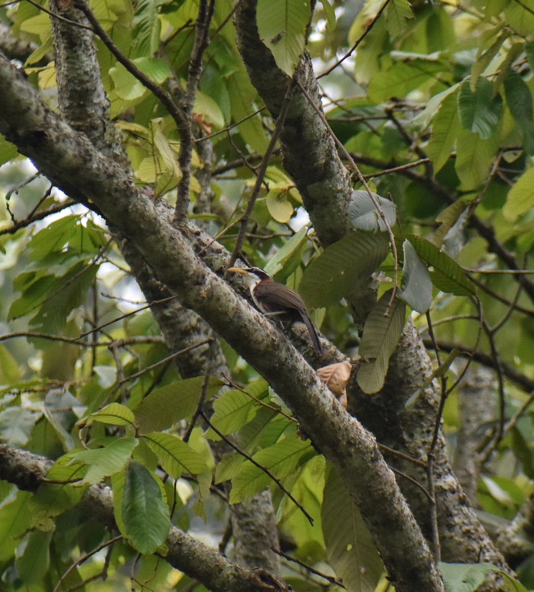 White-browed Scimitar-Babbler - ML618479894